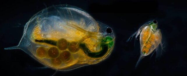 daphnia magna water fleas