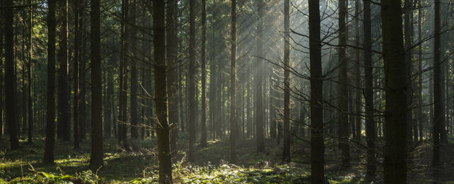 The World Is Losing Forests, But Some Are Actually Growing Larger