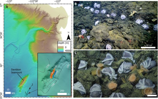 davidson seamount