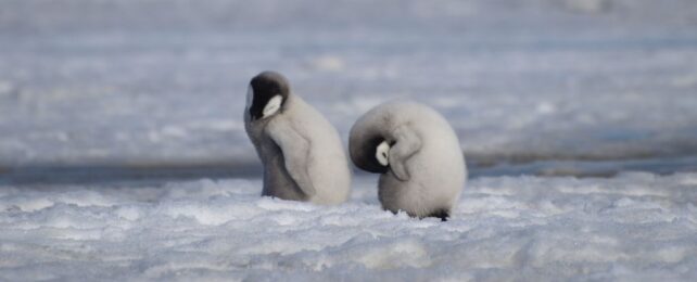 Penguin Breeding Colonies Catastrophically Failing as Ice Vanishes in Antarctica