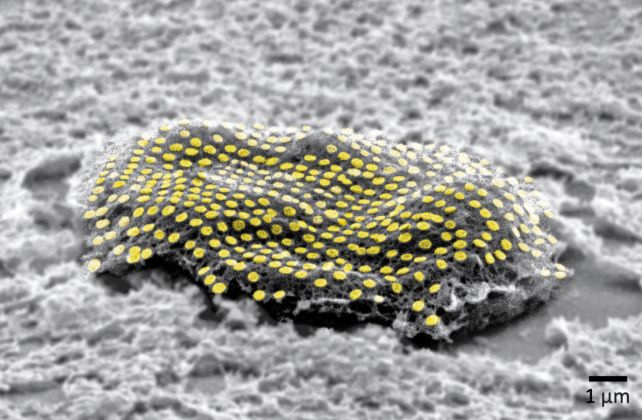 Los científicos han encontrado una manera de ‘tatuar’ células vivas con oro: ScienceAlert