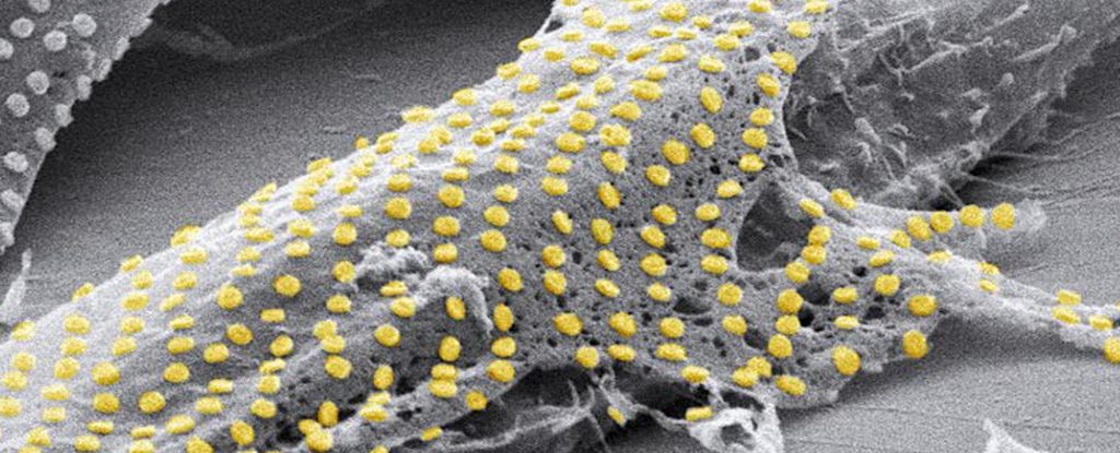 Para ilmuwan telah menemukan cara untuk ‘mentato’ sel hidup dengan emas: ScienceAlert