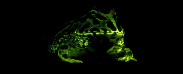 Frogs Glow at Twilight, Perhaps to Find Each Other in The Shadows