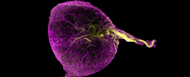 Human Embryos Have a Mysterious Yolk Sac, And We Finally Know Why