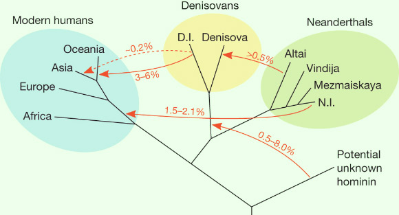 Human lineages 