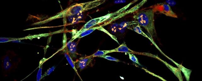 Aggressive Cancer Cells Transformed Into Healthy Cells in Breakthrough