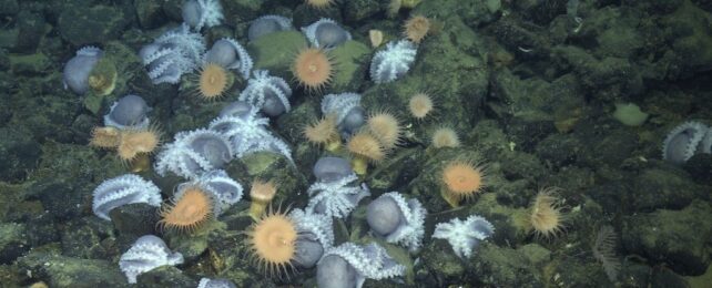 A Mysterious Site in The Ocean Draws Thousands of Octopuses. Here's Why.