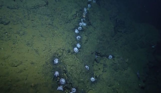 pearl octopuses crevice