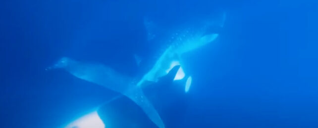 orca upside down below a whale shark