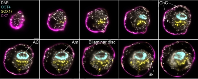 Immunofluorescence images of a human SEM at day 8 post-fertilization.