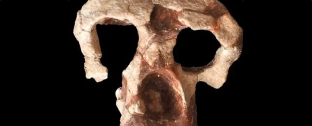 Ancient Ape Skull Fragment