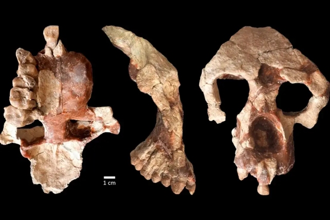 Ancient Ape Skull Fragments