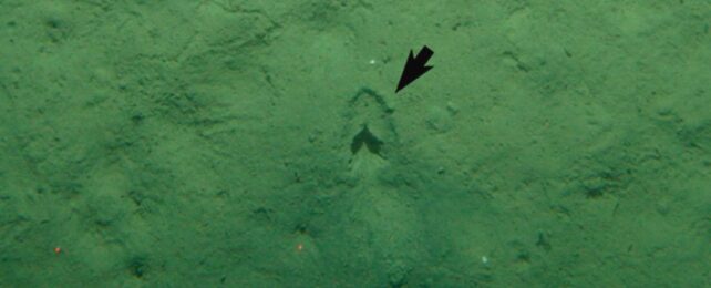 The Mystery of These Deep-Sea 'Hoofprints' May Finally Be Solved