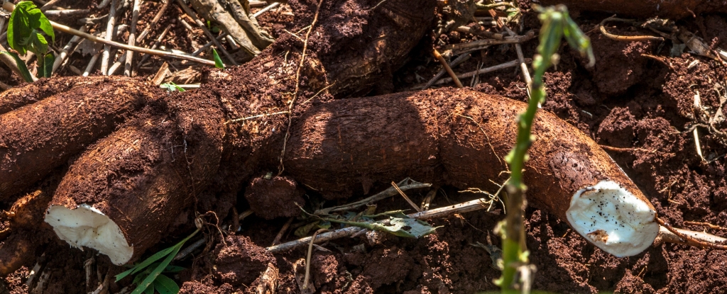 Cassava in soil