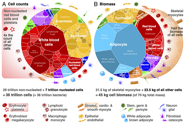 Cell diagram