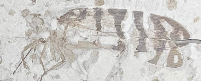 Fossilised Orthoptera, a grass-hopper like insect, with black and white banded wings.
