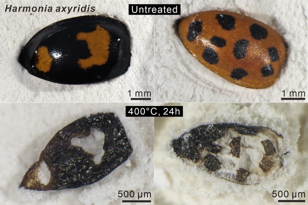 Panel of four images showing two spotted beetle specimens, degraded after heat treatment.