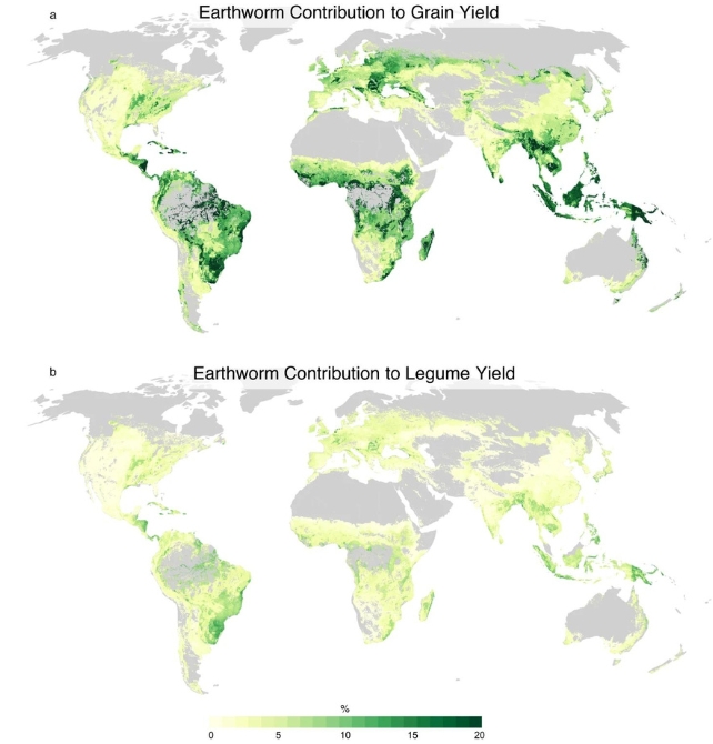 Maps showing Relative contribution of earthworms to yield of cereal grains (i.e., grass species), and legume yields.