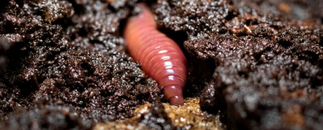 An earthworm disappearing into dark soil