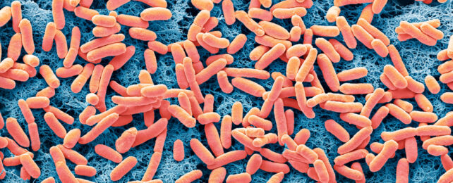 Scanning electron micrograph of the rod-shaped, Escherichia coli, coloured orange on a blue background.