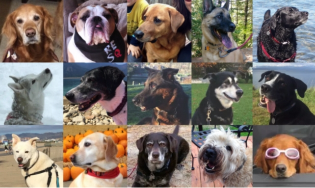 A collage of fifteen different dogs 