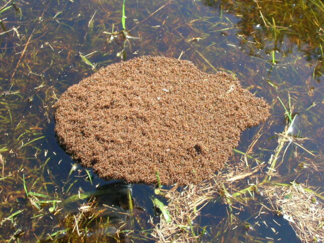 Fire Ants Float