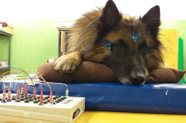 German Shepard dog lying and connected to EEG