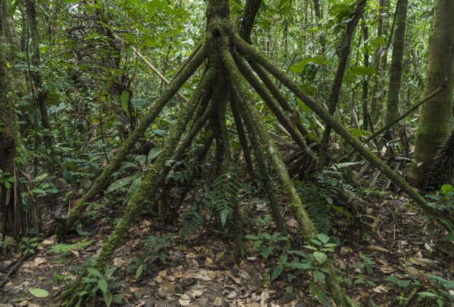 Walking Palm Roots