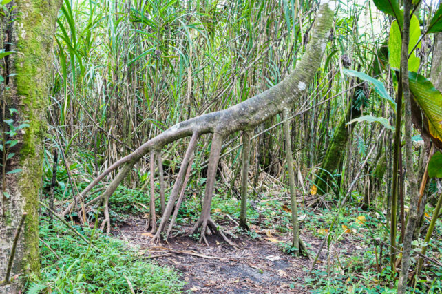 Walking Palm Costa Rica