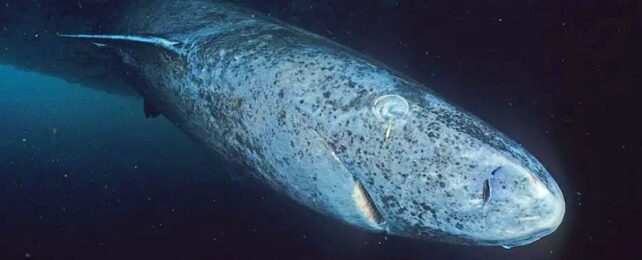 Greenland Shark Underwater