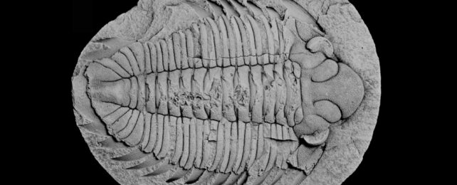 Greyscale image of a trilobite fossil