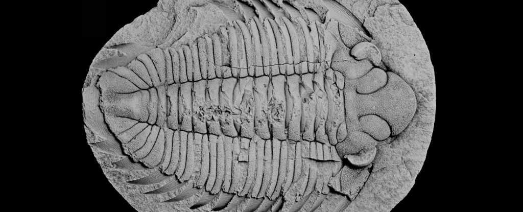 Fossile di trilobite scoperto con il suo ultimo pasto ancora visibile all’interno: ScienceAlert