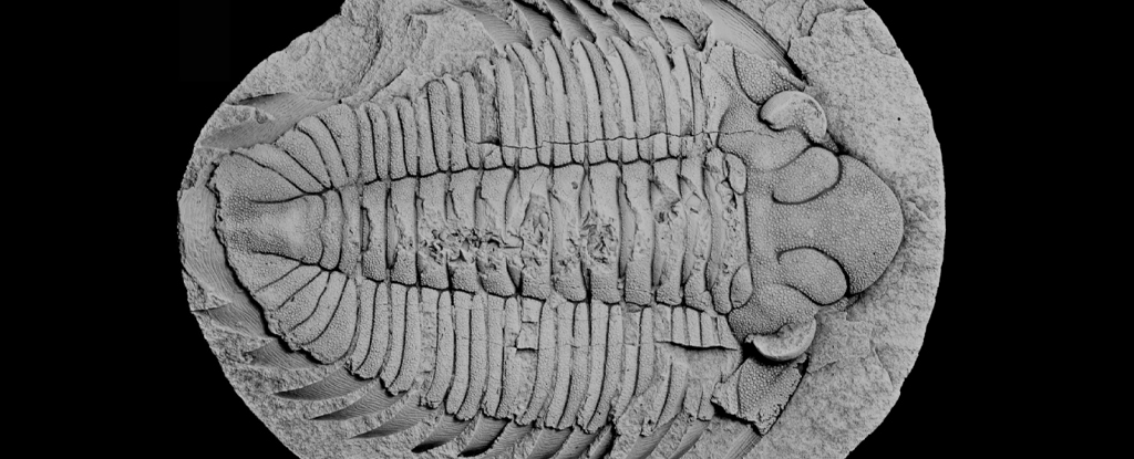 Objavená fosília trilobita s jeho posledným jedlom, ktoré je stále viditeľné vo vnútri: ScienceAlert