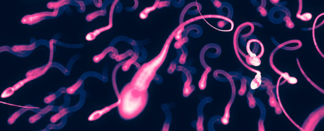 Illustration of a herd of sperm, coloured pink on a black background.