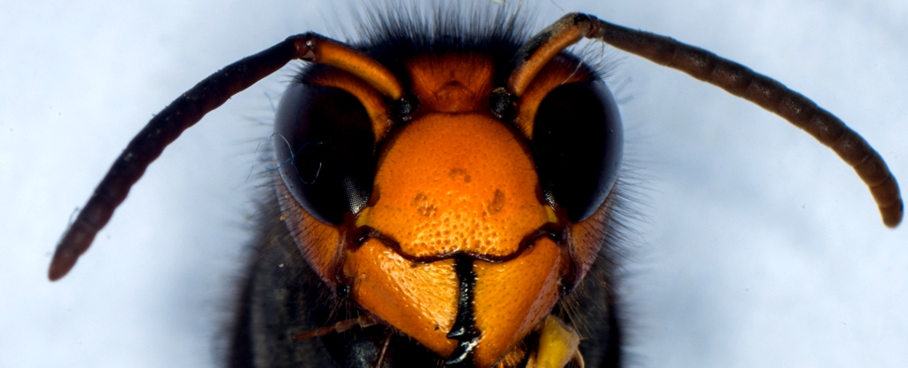 Hornet Head Close Up