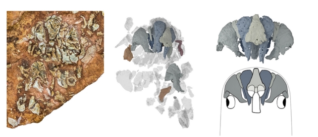 Image of work flow, showing fossil and 3D image.