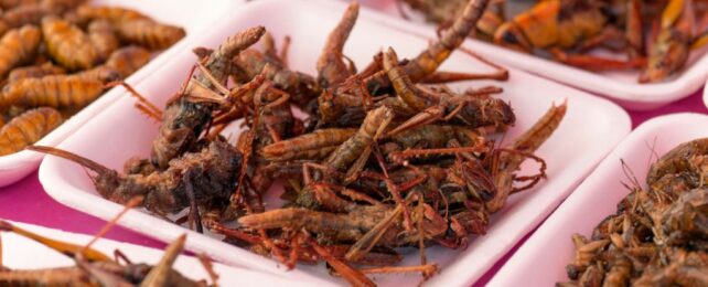 Eating Insects May Trigger Benefits For Metabolism, Study Finds
