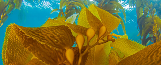 Close up of kelp frond underwater.