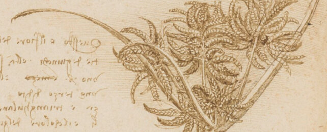 Sketch on parchment of grass drawn by Leonardo da Vinci, with text to the left hand side.