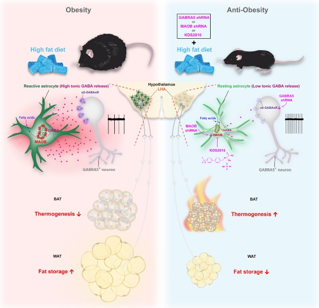A depiction of obesity and anti-obesity mechanisms in mouse models