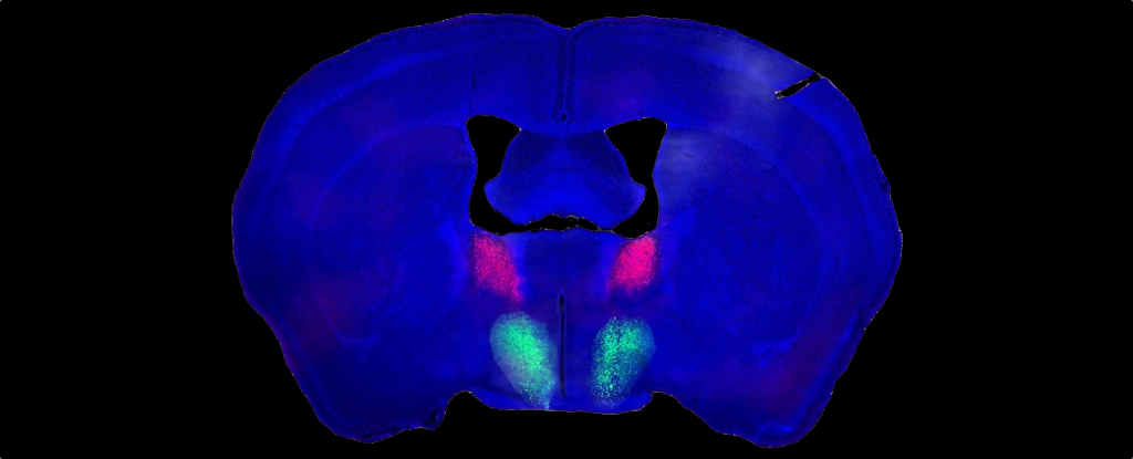 Brain circuit responsible for male sexual desire identified in mice: ScienceAlert