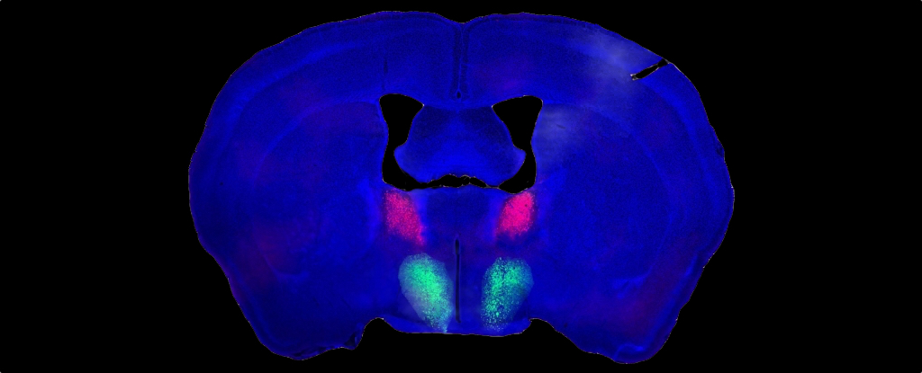 Se ha identificado en ratones el circuito cerebral detrás de la libido masculina: Heaven32