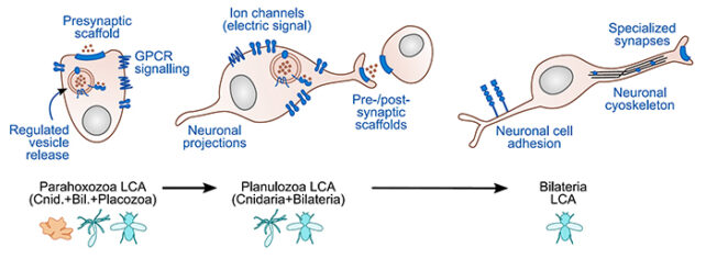 Diagram showing key features of neurons in different animal groups.