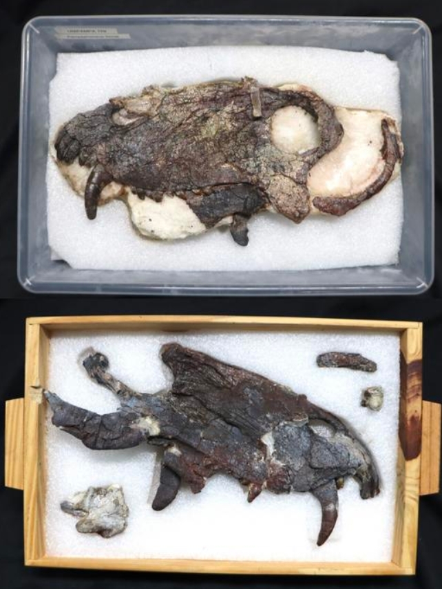 Skull of the new Pampaphoneus biccai specimen