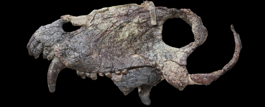 Ученые обнаружили череп гигантского хищника задолго до существования динозавров: ScienceAlert