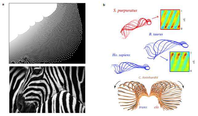 Diagram showing formation of stripey patterns from reaction-diffusion systems, and the movement of sperm flagella. 