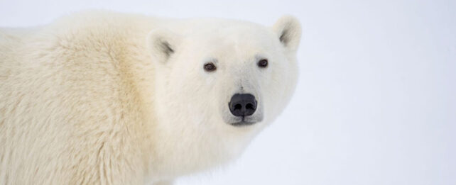 a polar bear standing in snow looks directly at the viewer.