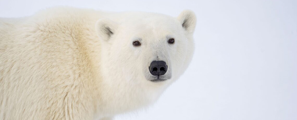 Polar Bear Erinn Hermsen 2228 med 1140x760 1