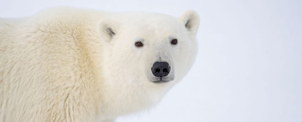 How Much Will New Fossil Fuel Projects Harm Polar Bears? We Can Now Calculate It