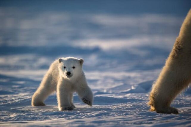 Polar bear cub looks to the camera as it walks across snow, its parent's leg visible to the right side.
